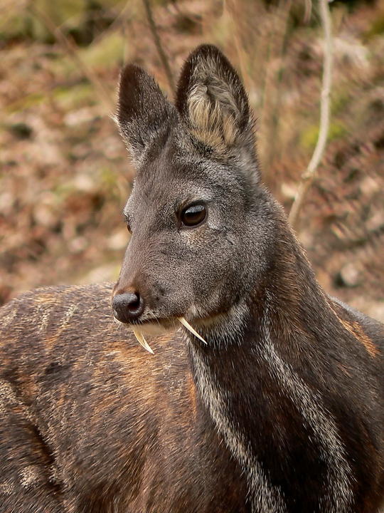 Sibirian Musk Animal
